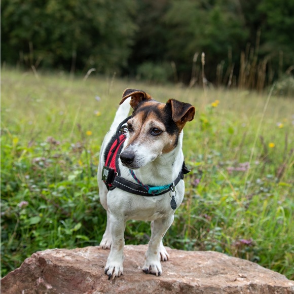 Meet your Poshers, Alex and Harry - Picture 5 of 7